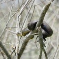Northern Water Snake basking in the sun on branches Royalty Free Stock Photo