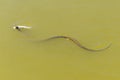 Water Snake  Swimming with Its Prey Royalty Free Stock Photo