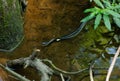 Water Snake Swimming In The Shallow Swamp Waters.