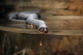 Water Snake in tank Royalty Free Stock Photo