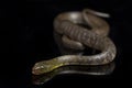 Water Snake Triangle Keelback Xenochrophis trianguligerus  on black Royalty Free Stock Photo