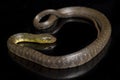 Water Snake Triangle Keelback Xenochrophis trianguligerus isolated on black Royalty Free Stock Photo