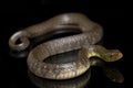 Water Snake Triangle Keelback Xenochrophis trianguligerus isolated on black Royalty Free Stock Photo