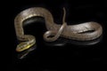 Water Snake Triangle Keelback Xenochrophis trianguligerus isolated on black Royalty Free Stock Photo