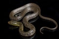 Water Snake Triangle Keelback Xenochrophis trianguligerus isolated on black Royalty Free Stock Photo