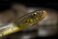 Water Snake Triangle Keelback Xenochrophis trianguligerus isolated on black Royalty Free Stock Photo