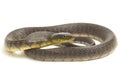 Water Snake Triangle Keelback Xenochrophis trianguligerus isolated on white Royalty Free Stock Photo