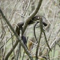 Water snake unwrapping from sunning  branch Royalty Free Stock Photo