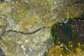 Water snakes in Black Sea (Dice snake, Natrix tessellata) Royalty Free Stock Photo
