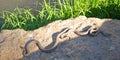 Water Snakes Sunning Royalty Free Stock Photo