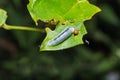 Water Snow Flat caterpillar