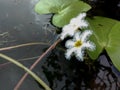 beautiful water snowflake flowers from kas pathar valley of flowers from maharashtra - Royalty Free Stock Photo