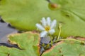 Water snowflake, Nymphoides indica an aquatic plant