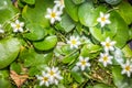 Water Snowflake or Nymphoides indica Royalty Free Stock Photo