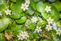 Water Snowflake or Nymphoides indica
