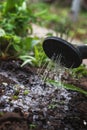 Water the soil from the watering can. Close-up, concept gardening, yard work Royalty Free Stock Photo