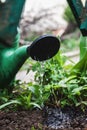 Water the soil from the watering can. Close-up, concept gardening, yard work Royalty Free Stock Photo