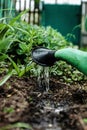 Water the soil from the watering can. Close-up, concept gardening, yard work Royalty Free Stock Photo