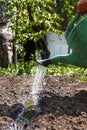 Water the soil from the watering can. Close-up, concept gardening, yard work Royalty Free Stock Photo