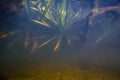 Water soldiers aquatic plant in shallow freshwater river dive before winter, poor visibility due to dissolved organic particles