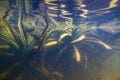 Water soldiers aquatic plant in shallow freshwater river, poor visibility due to dissolved organic particles, algae