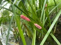 Pink cherry shellfish eggs on the blade of grass. Royalty Free Stock Photo