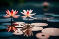 The water source with glowing lotus flowers in the pond is very beautiful Royalty Free Stock Photo