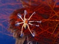 Water spider Royalty Free Stock Photo