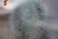 water on the spider`s web Royalty Free Stock Photo
