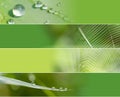 Water spider web Banners Royalty Free Stock Photo