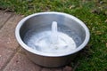 Water spike in dogs water dish on a cold winter morning