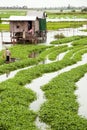 Water Spinach Farm 01