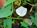 water spinach flower or Ipomoea aquatica close up Royalty Free Stock Photo