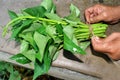 Water Spinach . in a hand . Indian road side plants .