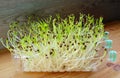 Water Spinach Hydroponic Microgreens Grown as Houseplants Growing in Reused PET Bottles