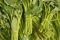 Water spinach kang kong vegetable bundle