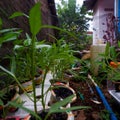 Water spinach plants that are being cultivated in a sterofoam Royalty Free Stock Photo