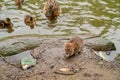 Water spit, duck with ducklings on  banks of river Royalty Free Stock Photo