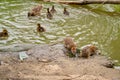 Water spit, duck with ducklings on  banks of river Royalty Free Stock Photo