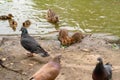 Water spit, duck with ducklings and pigeons on  banks of river Royalty Free Stock Photo