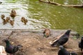 Water spit, duck with ducklings and pigeons on  banks of river Royalty Free Stock Photo