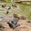 Water spit, duck with ducklings and pigeons on  banks of river Royalty Free Stock Photo