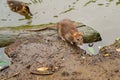 Water spit and  duckling on  banks of river Royalty Free Stock Photo