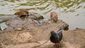 Water spit and pigeons on  banks of river Royalty Free Stock Photo