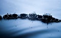 Water splash close up with drops, fresh liquid Royalty Free Stock Photo
