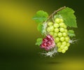 Water splash on fresh  grape with leaves isolated on green background Royalty Free Stock Photo