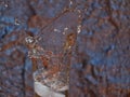 Water Splash from Glass with Ice Cubes Royalty Free Stock Photo