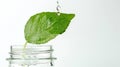 Water splash from a green leaf into a glass jar. Leaf with water droplets creating splash. Concept of natural hydration Royalty Free Stock Photo