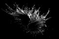 A water splash hitting the black background, in the style of animated gifs