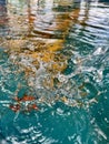 Water splash on a koi`s pool Royalty Free Stock Photo